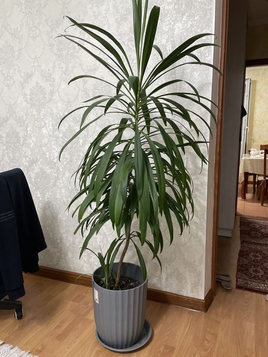 Продам разные цветы комнатные/офисные