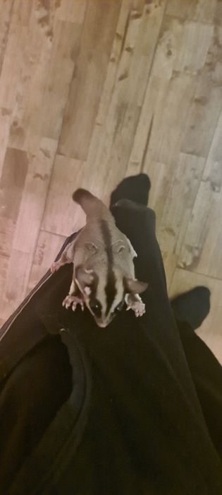 Захарна летяща катерица