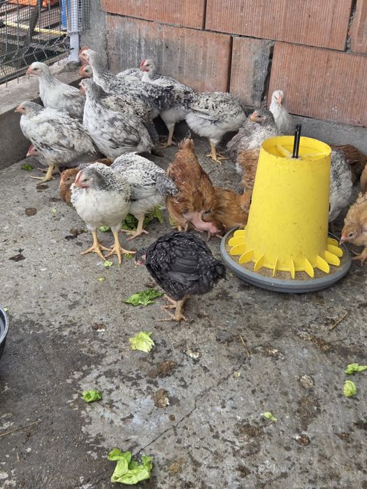 Vând puicuțe și cocoșei Monaco