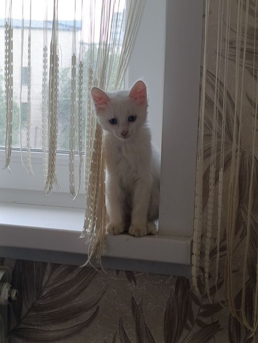 Отдам котёнка в добрые руки.