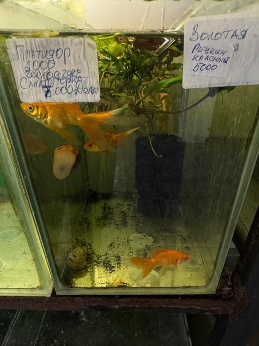 Аквариумные рыбки