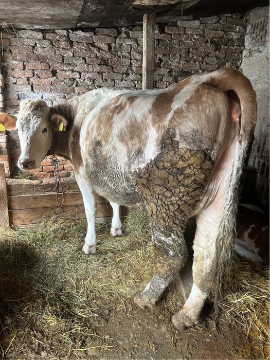 Vând vacă și vițea bălțată