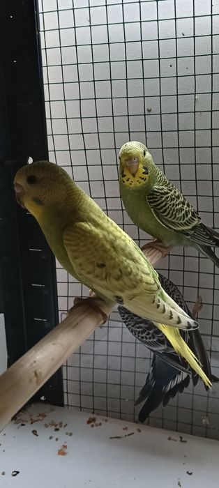 Vând pui perusi vasta de 1 luna și 1 săptămâna