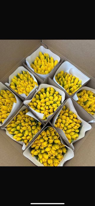 Тюльпаны крупные длинные