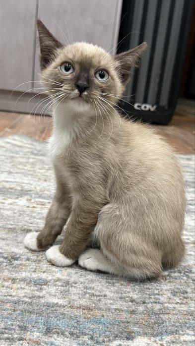 Котенок мальчик 2,5 мес сиам Пришахтинск