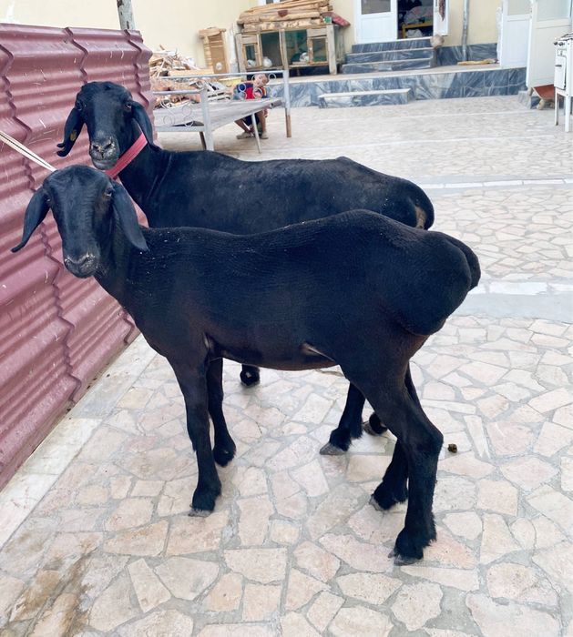Ona bola qo’y sotiladi