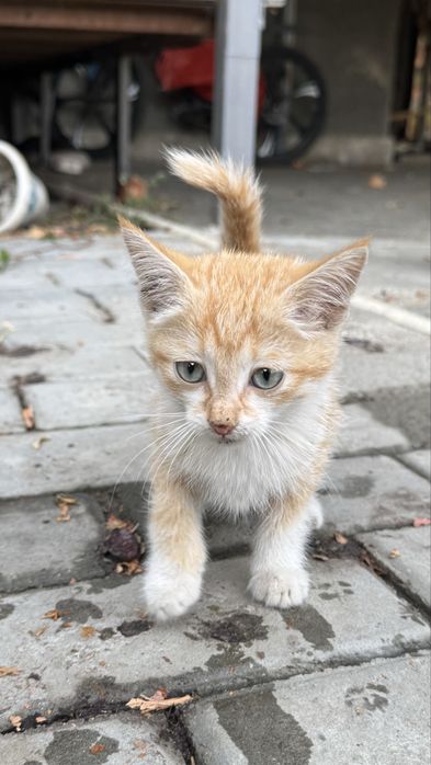 Отдам котят в добрые руки