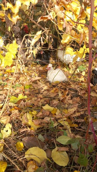 Oua incubat gaini pitice