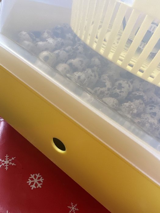 Pui prepelite de o zi,prepelite(diferite vârste și rase oua /carne)