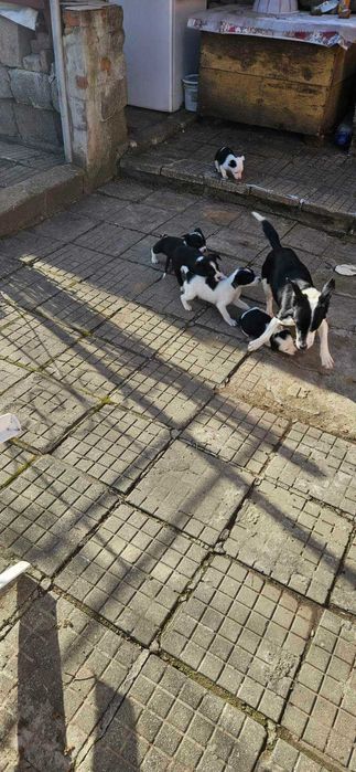 Подаряват се малки, сладки кученца, които са родени на 21 ноември.