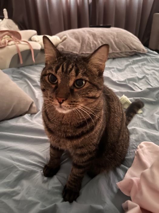 Отдаем кота в хорошие руки