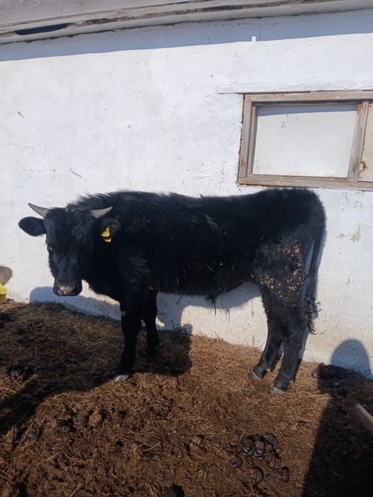 Продам бычков не откорм годовалые