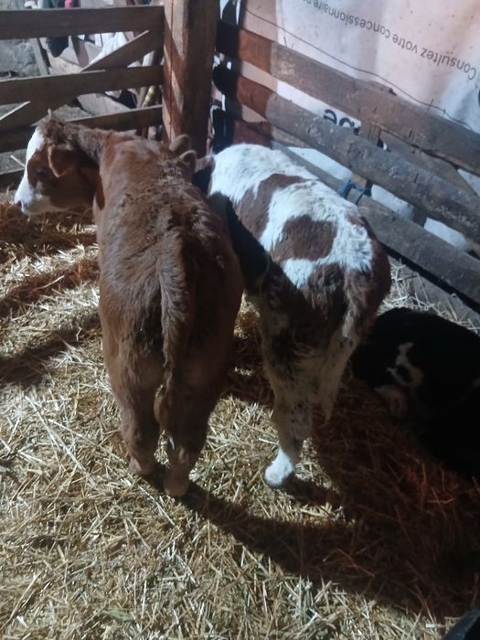 Vând 2 viței frumoși