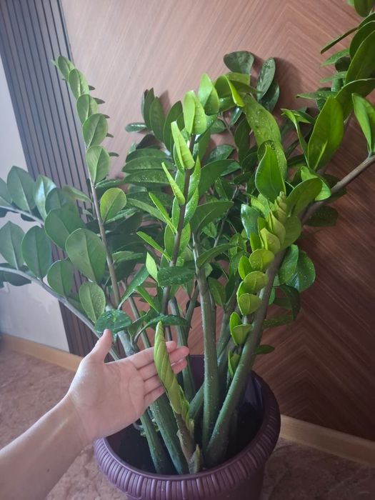 Цветы для офиса комнатные