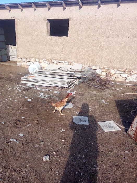 Дакан тауық сатылады