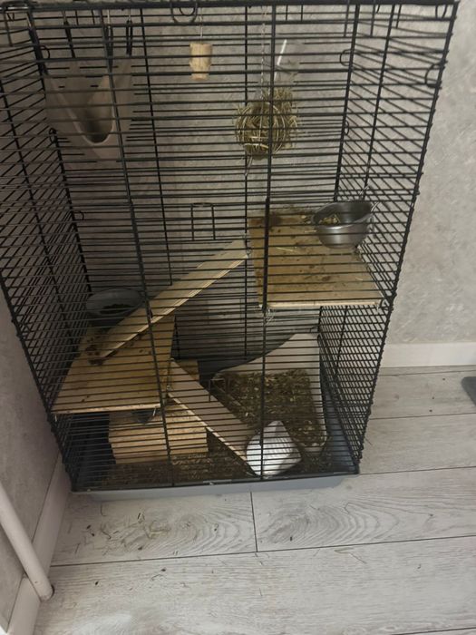 Шиншилла мальчик с клеткой