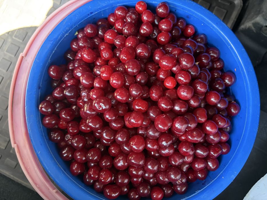 Продам домашнюю вишню