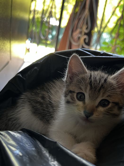Отдам котенка в хорошие руки