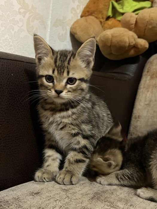 Шотландские котята