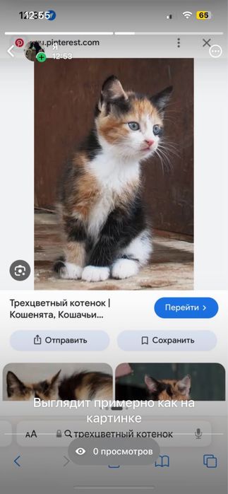 Отдам котенка в добрые руки