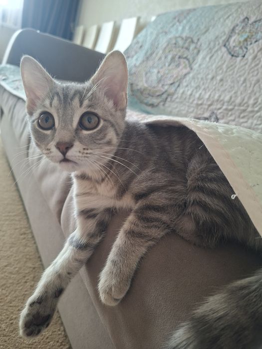 Отдам котенка девочку в добрые руки