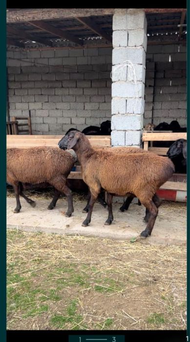 Қошқар-Қой бар