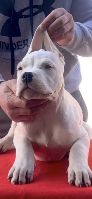 Femela Dog Argentinian/Pedigree