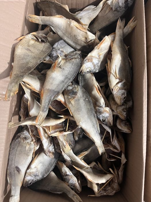 Рыба хк гк вялка