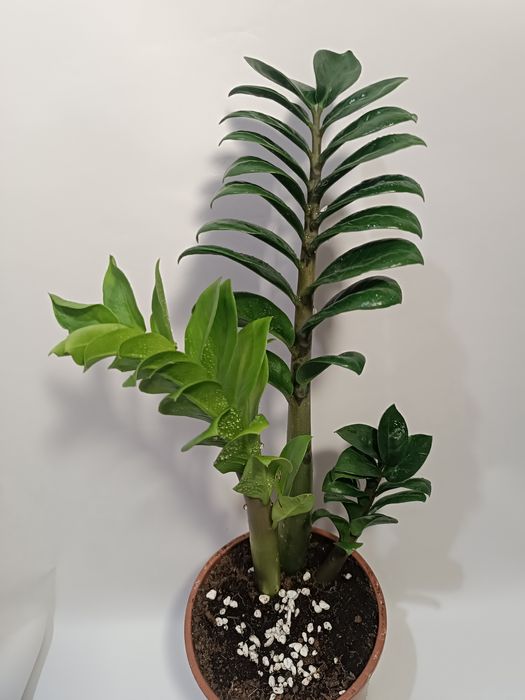 Продам Замиокулькас Зензи Кудрявый