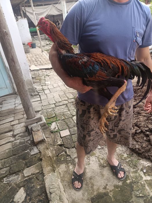 Dakenni zori zoti toza 5kg