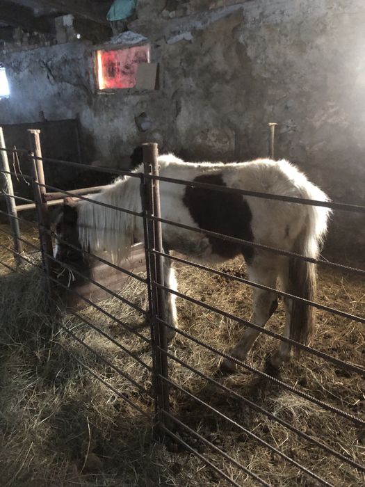 Продам пони срочно