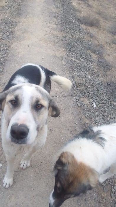 Найден алабай, молодой кабельль