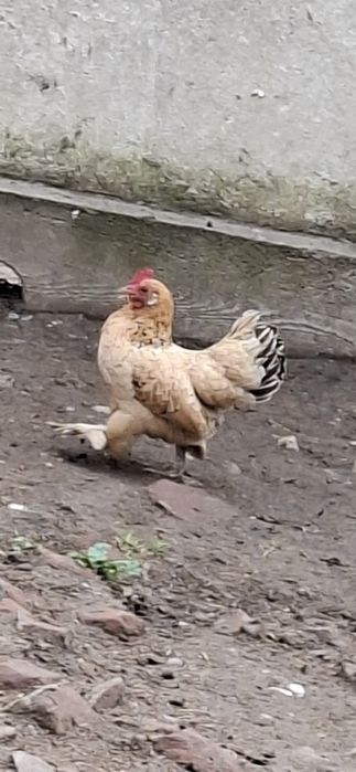 Găinușe pitice.....