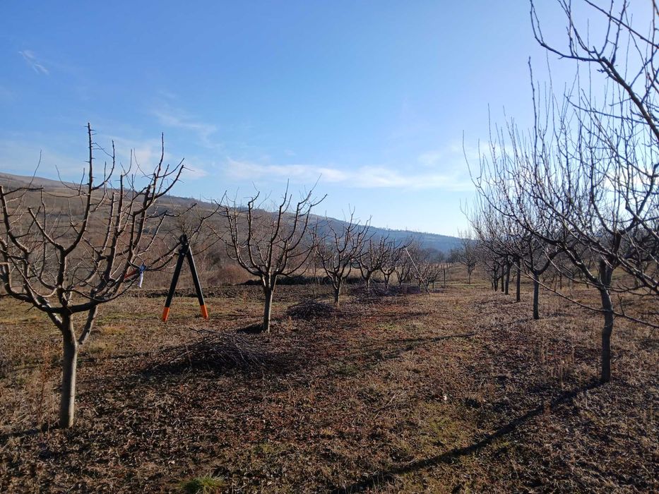 Taiere pomi fructiferi