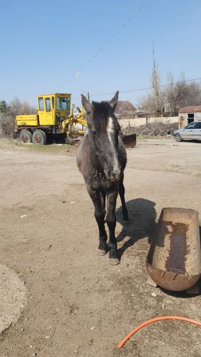 Байтал сатылады.