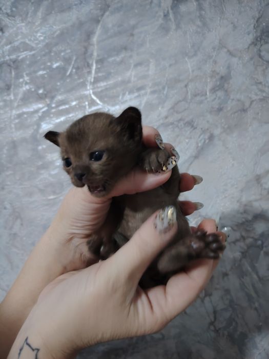 Европейская бурма соболь