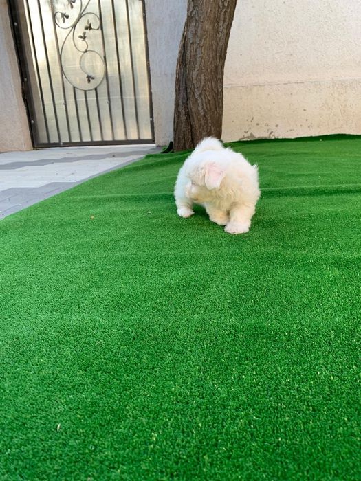 Bichon Maltez mascul