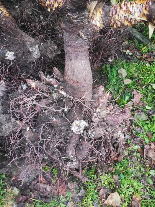 Палма юка външна студоустойчива