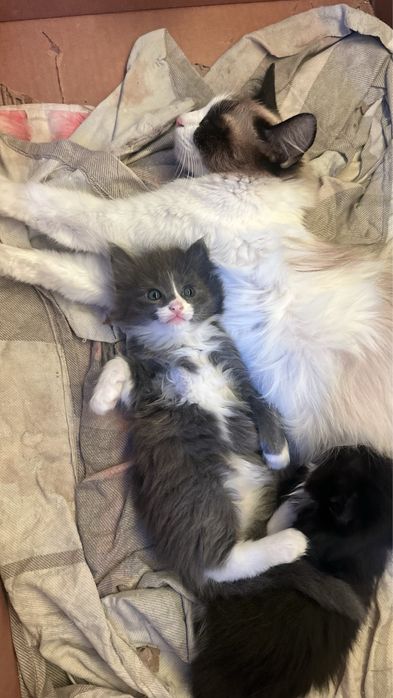 Котята продаются