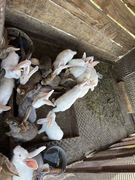 Vand iepuri de crescut sau sacrificat.