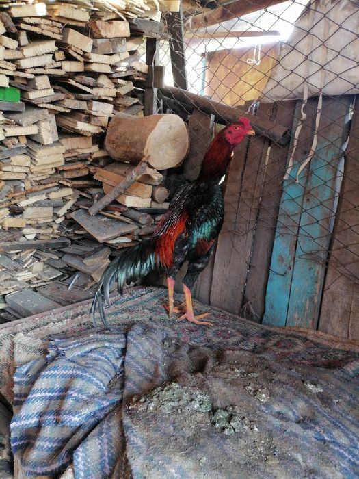 Продам петуха дакан