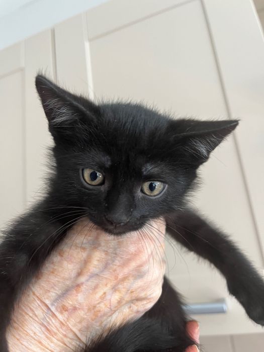 Котята, приученные к лотку, мальчики
