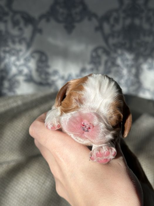 Кавалер Кинг Чарльз Спаниель Бронирование