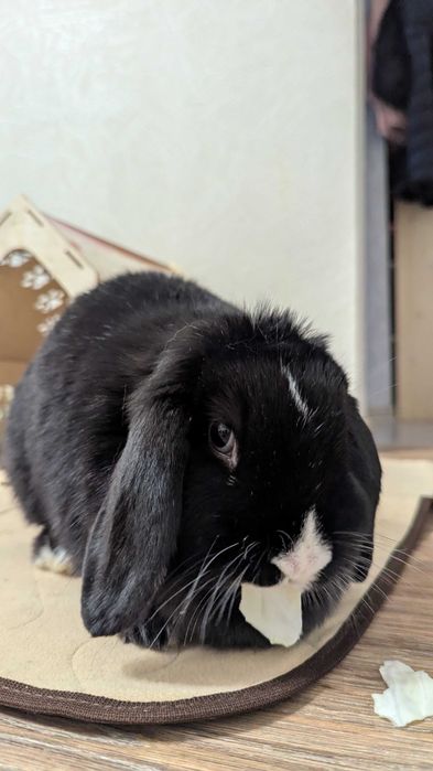 Декоративный кролик.