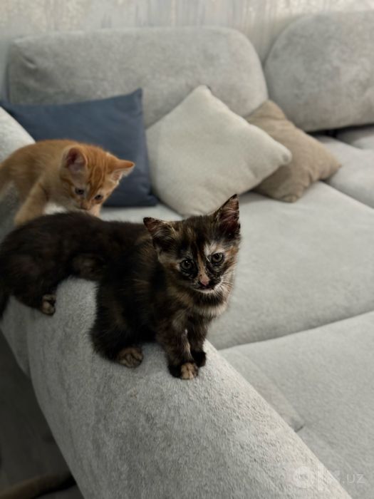 Котята бесплатно