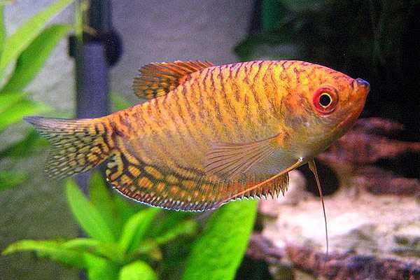 Аквариумная рыбка "Гурами"