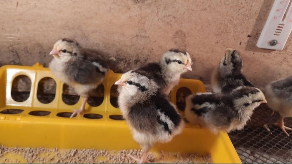 Цыплята Барковская барвистая