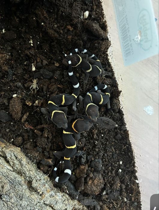 vand gecko, soparla, insecte, etc