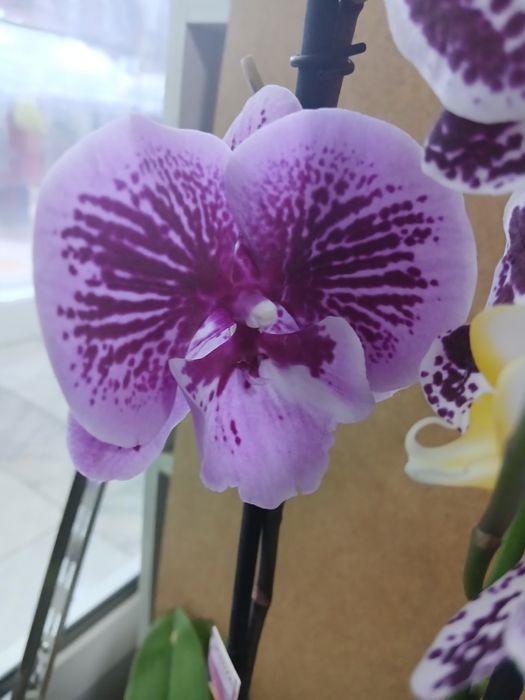 Орхидеи качество Голландия