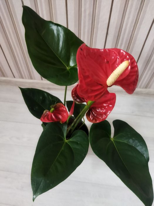 Комнатные цветы в ассортименте